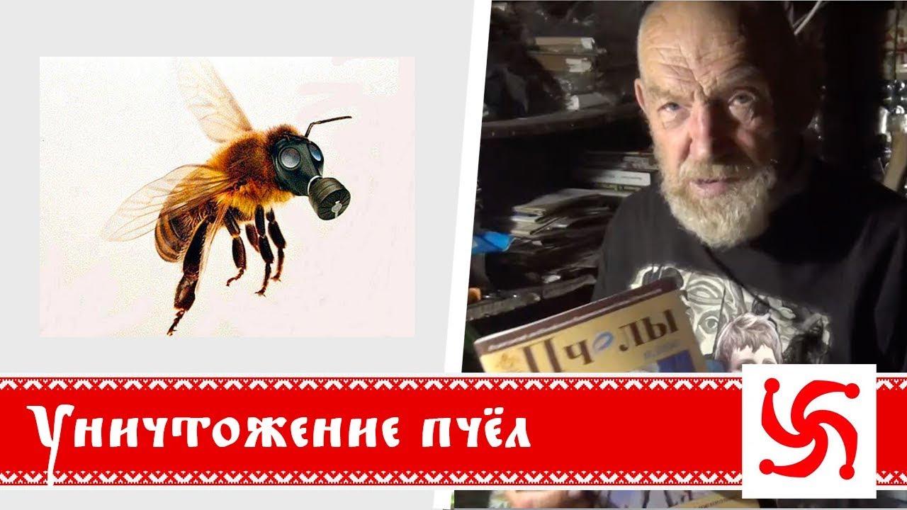 Как уничтожают пчел? Борис Володарский