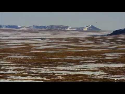 Дикая природа России - Арктика. Документальный фильм