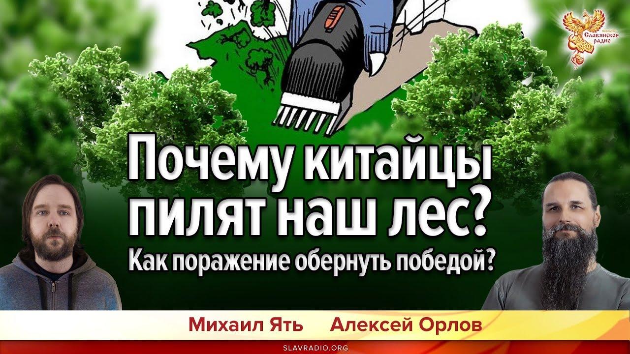 Китайцы пилят русский лес - как быть?